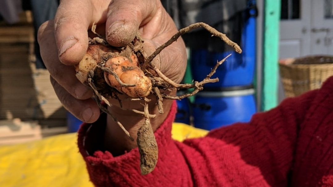 Lakadong Turmeric from Meghalaya