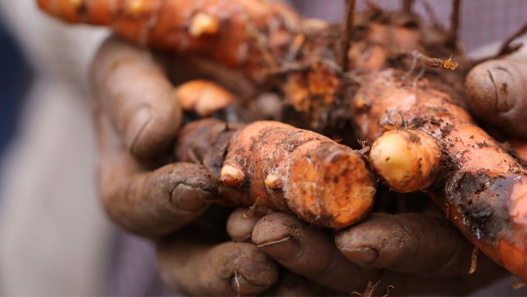 Lakadong Turmeric from Meghalaya