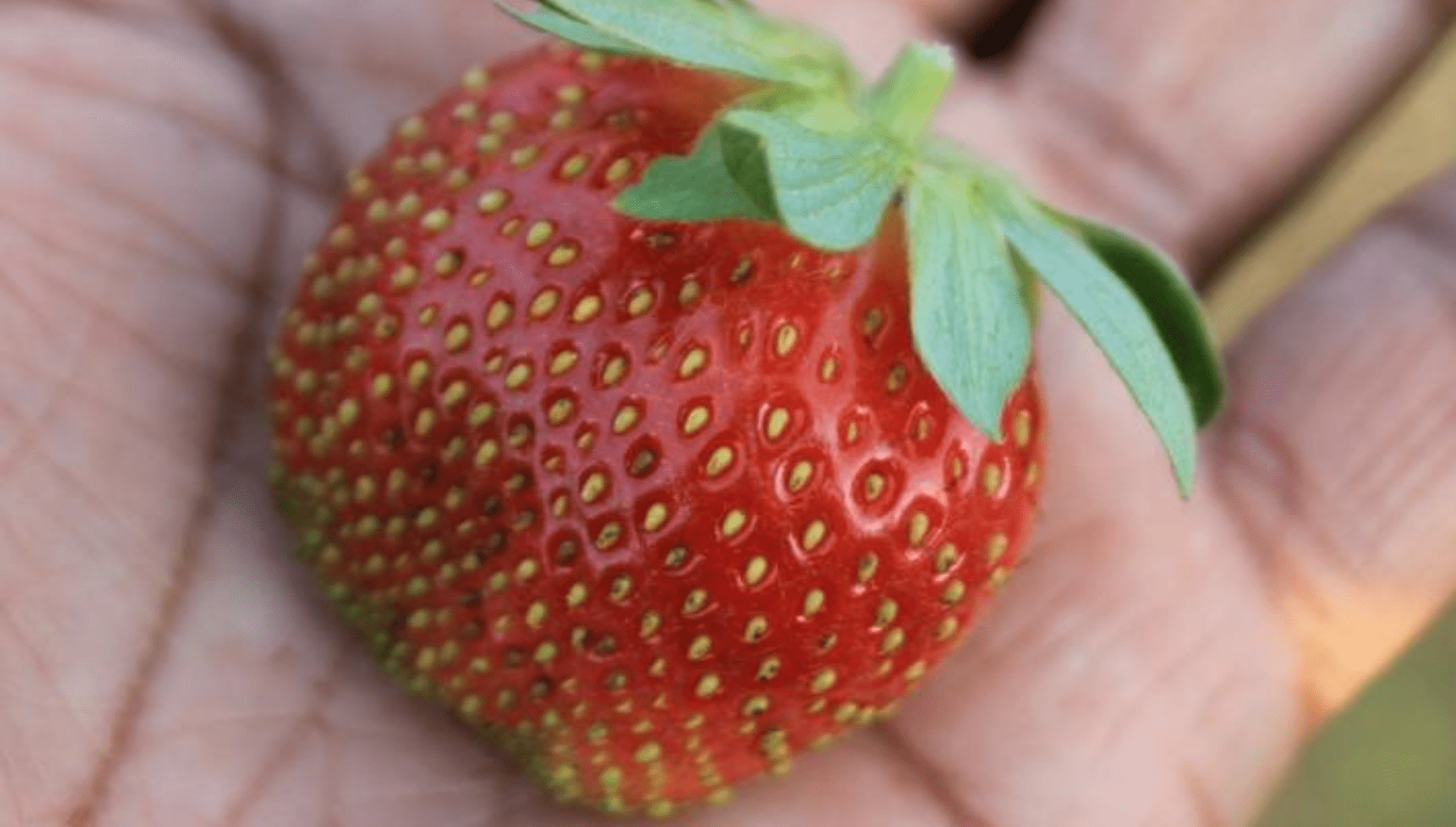 Strawberry from Meghalaya farms