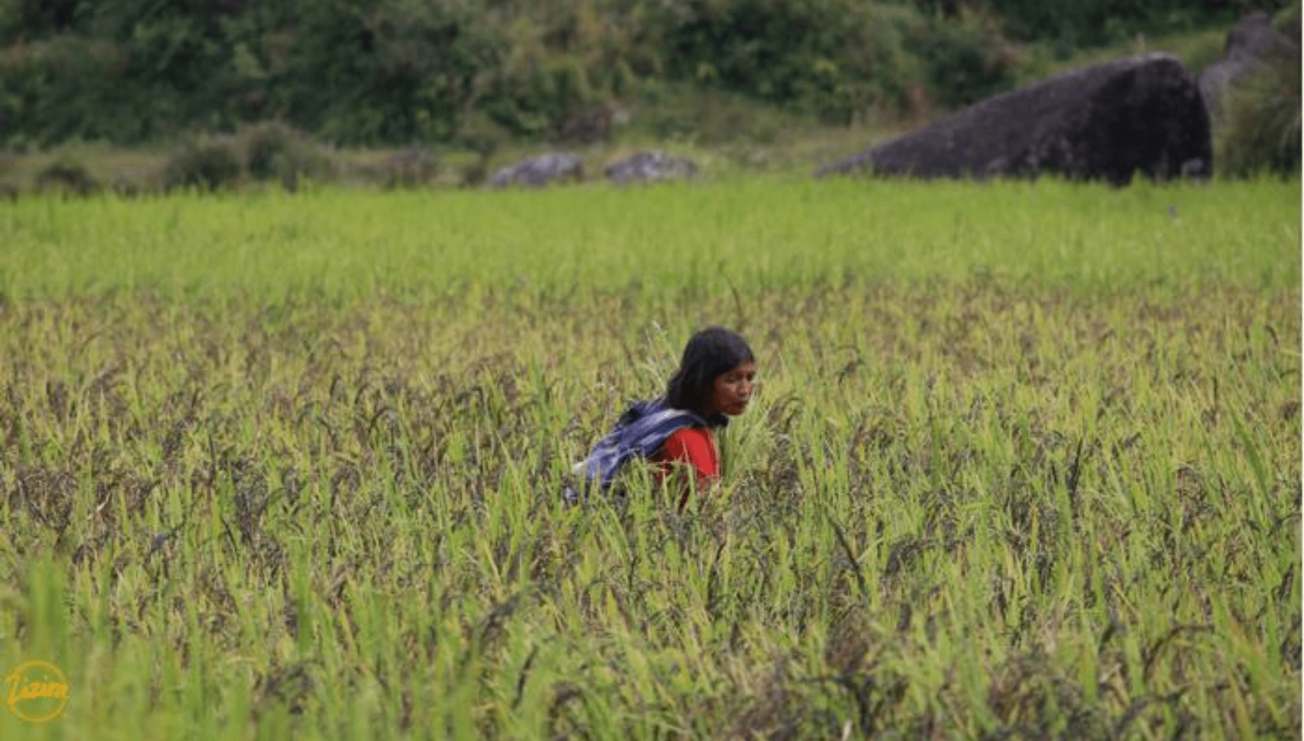 Woman from Meghalaya village in her field