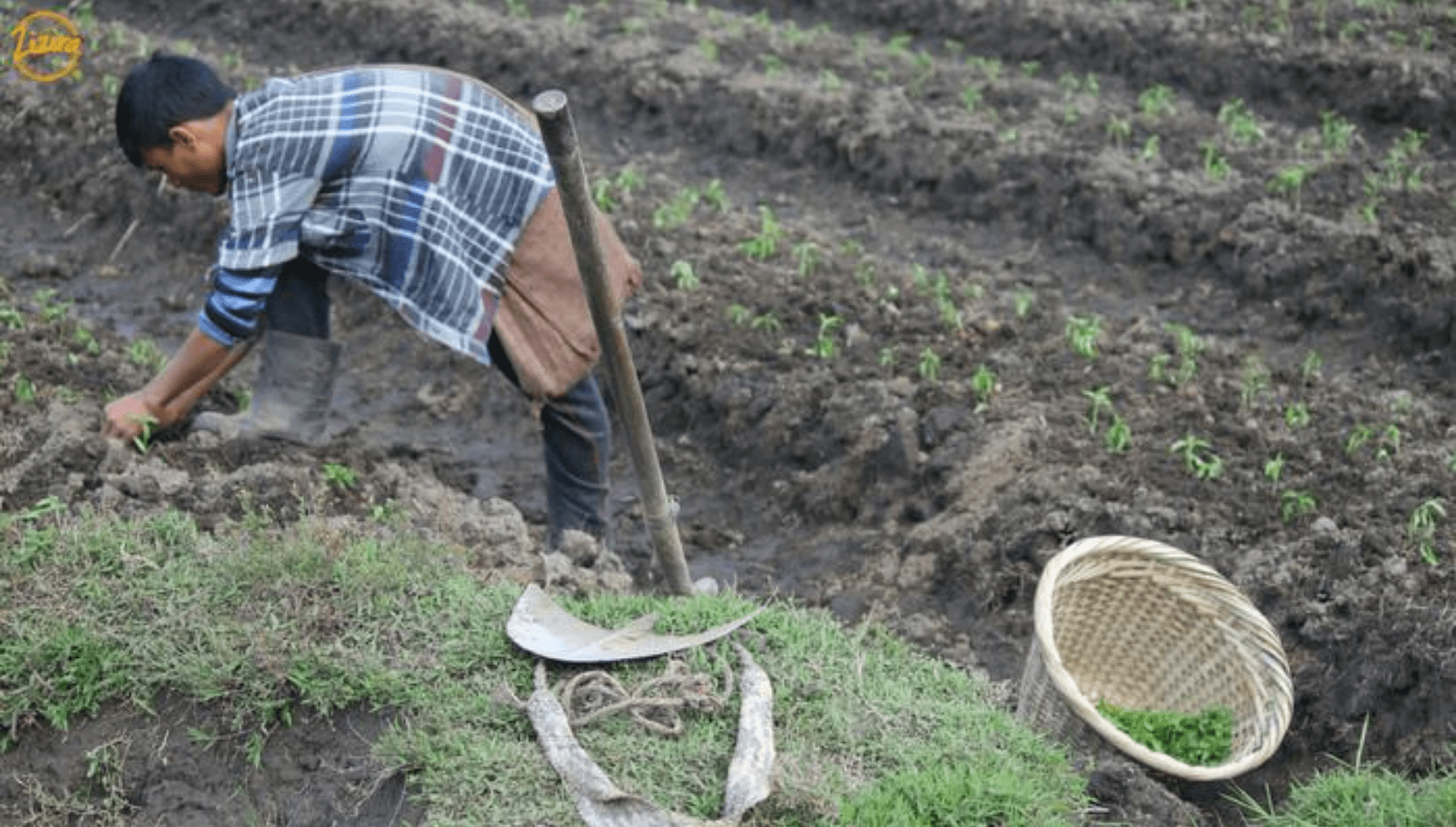 Farmer in Meghalaya practicing shifting cultivation