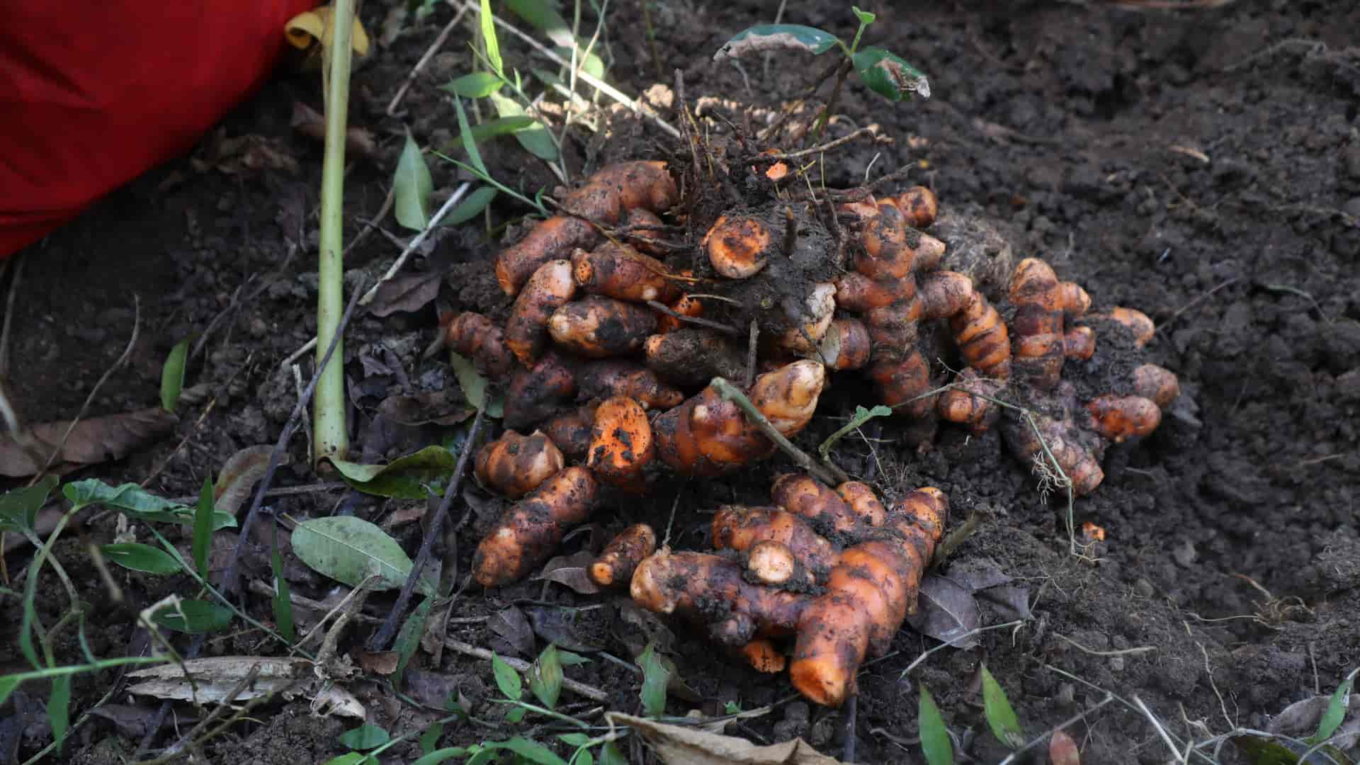 freshly harvested real lakadong turmeric 