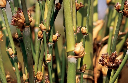 Bamboo flowering