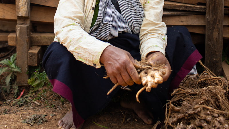 raw ing makhir ginger