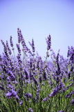 flor de lavanda