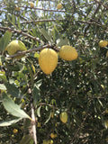 fruto del argan