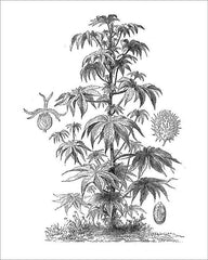dibujo botanico ricino