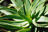 Planta de Aloe vera 