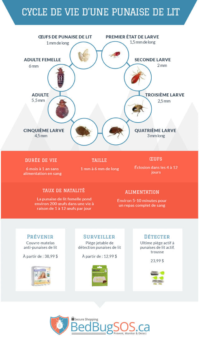 bed bug lifecyle image