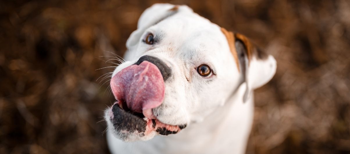 does dog saliva heal human wounds