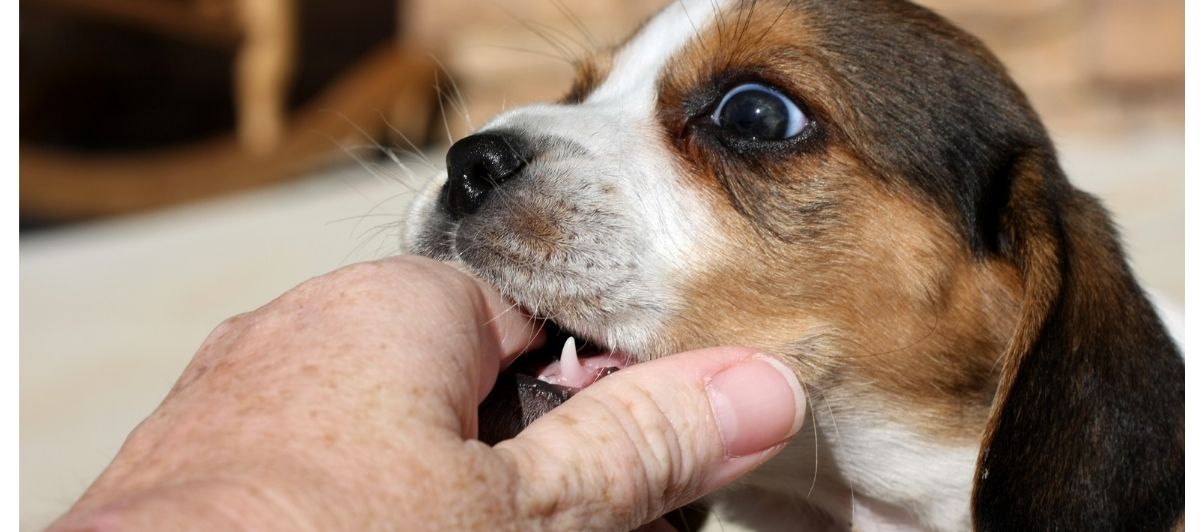 what happens when dog bites human