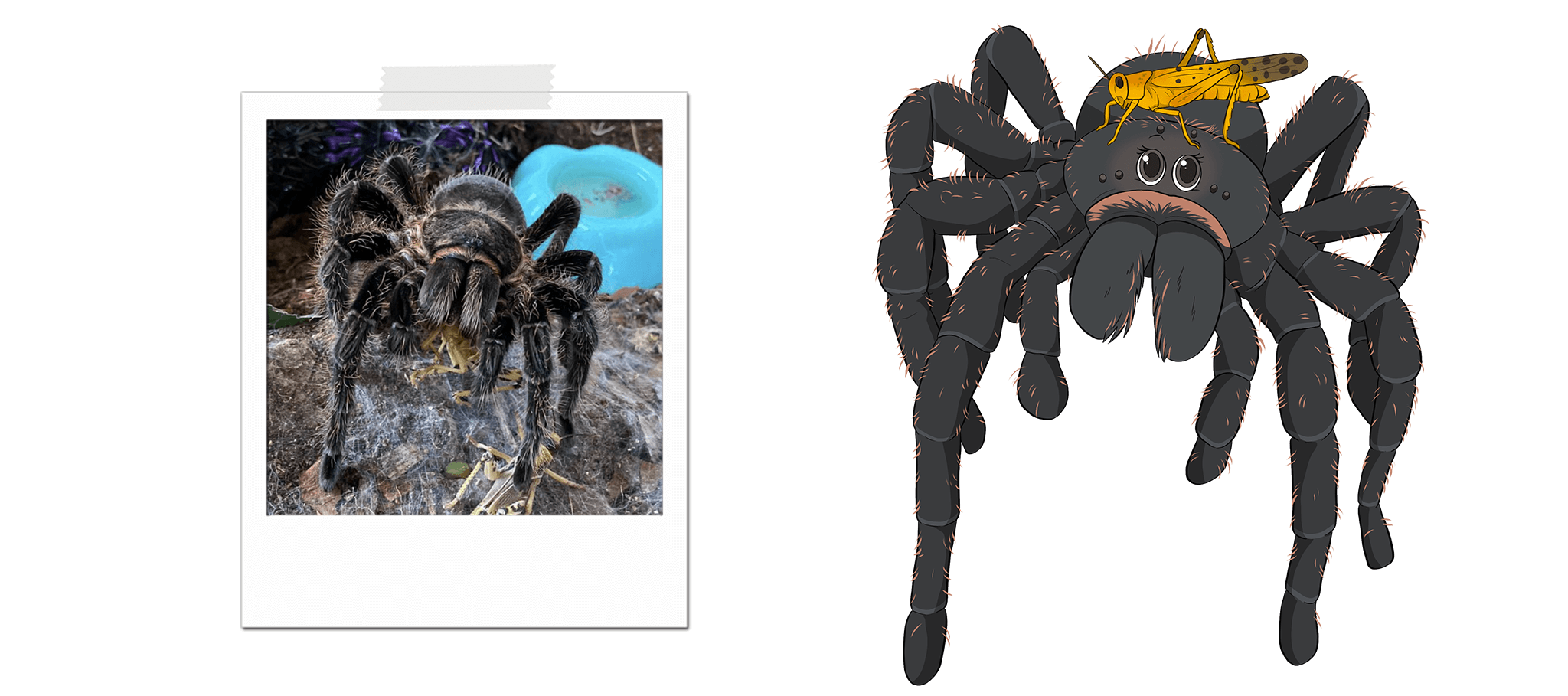 custom cartoon spider portrait