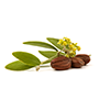 Jojoba Oil