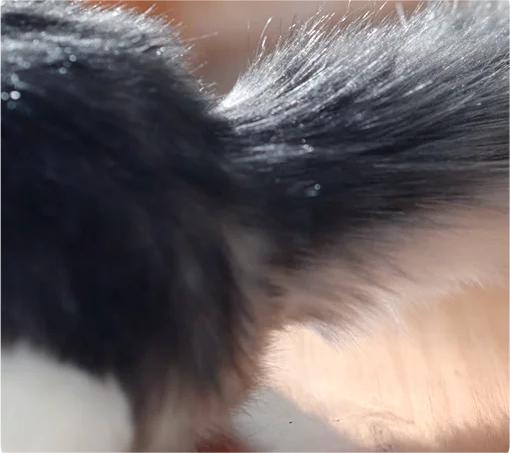 Tail Fur