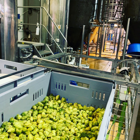 Fresh hops in brewery - Epic Beer