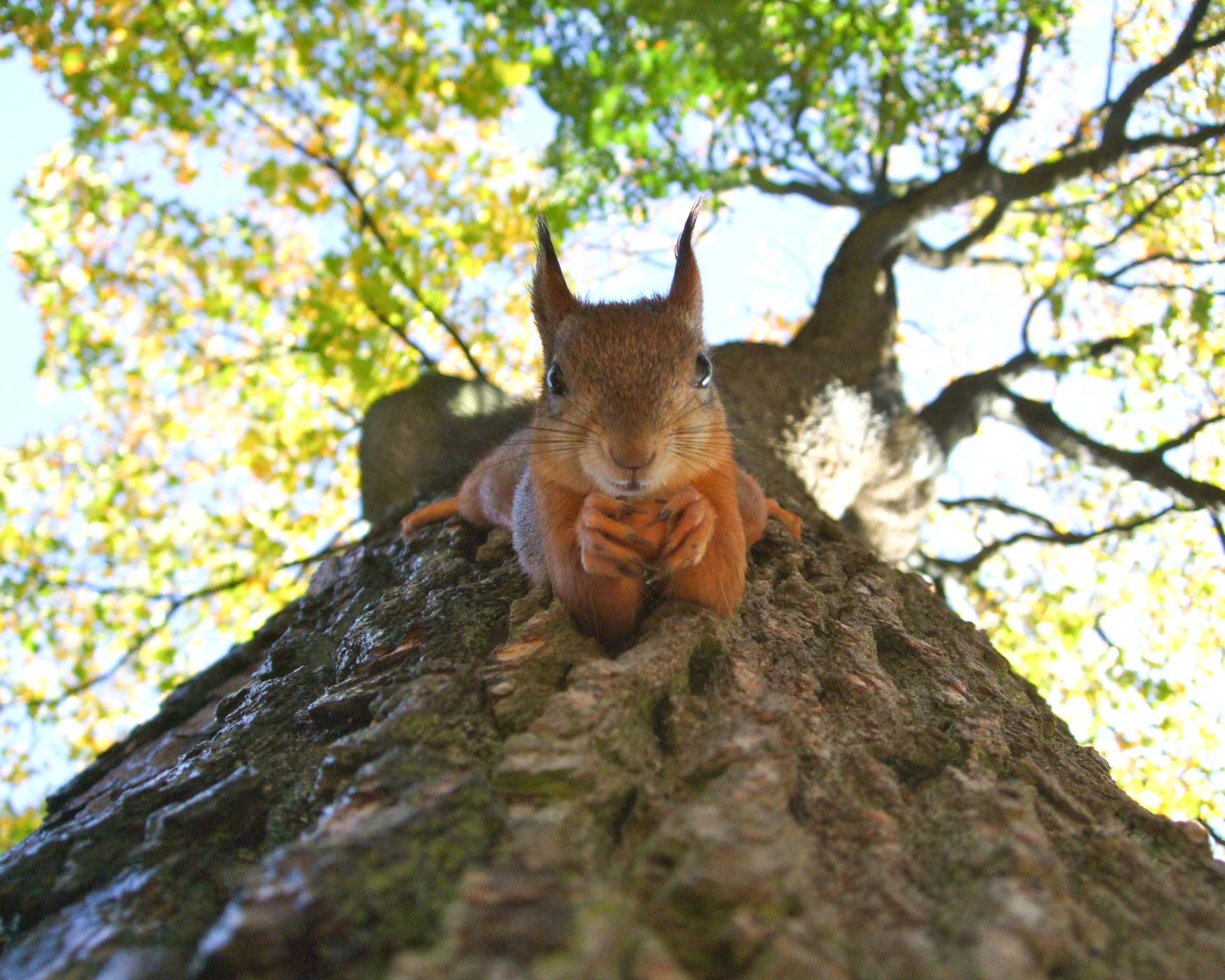 squirel climing up a tree reforestation project