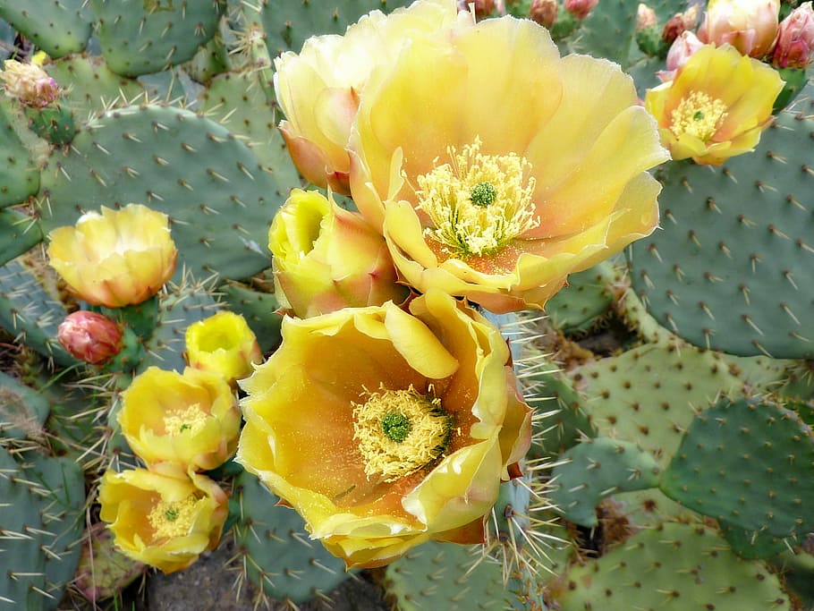 Prickly Pear Oil - Prickly Pear Seed Oil - Opuntia Ficus Indica Oil