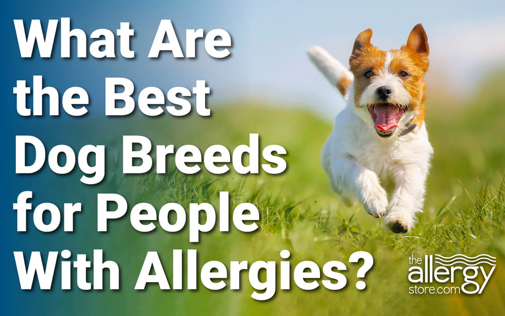 what dog breeds are good for people with allergies