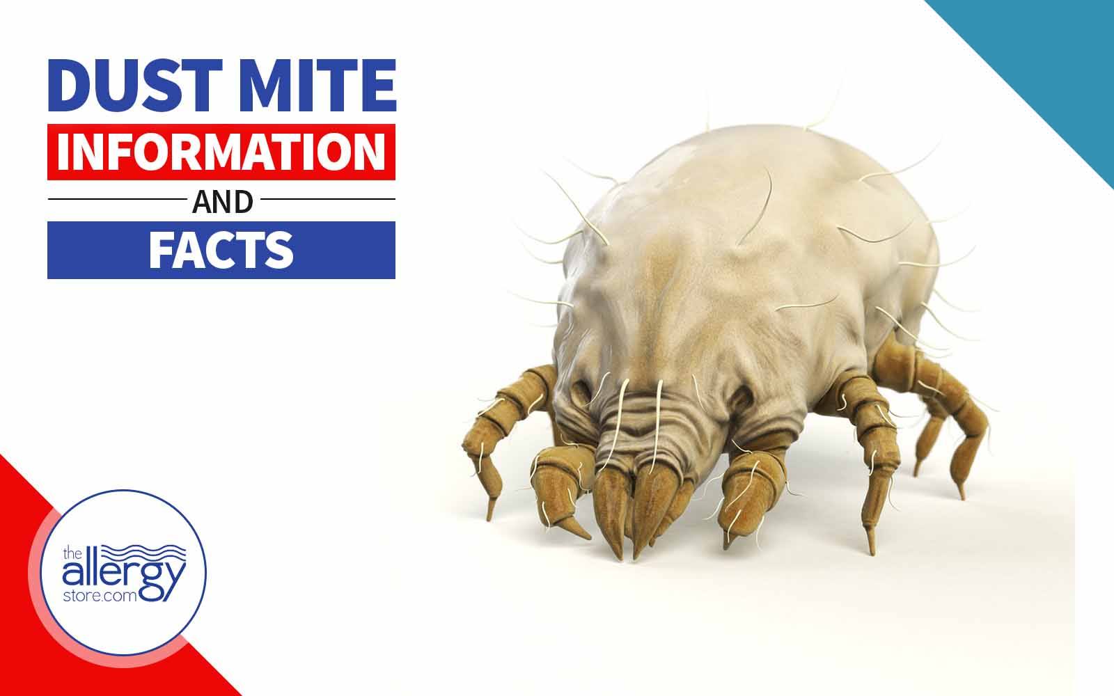 Dust Mite Information & Facts Everything You Need to Know