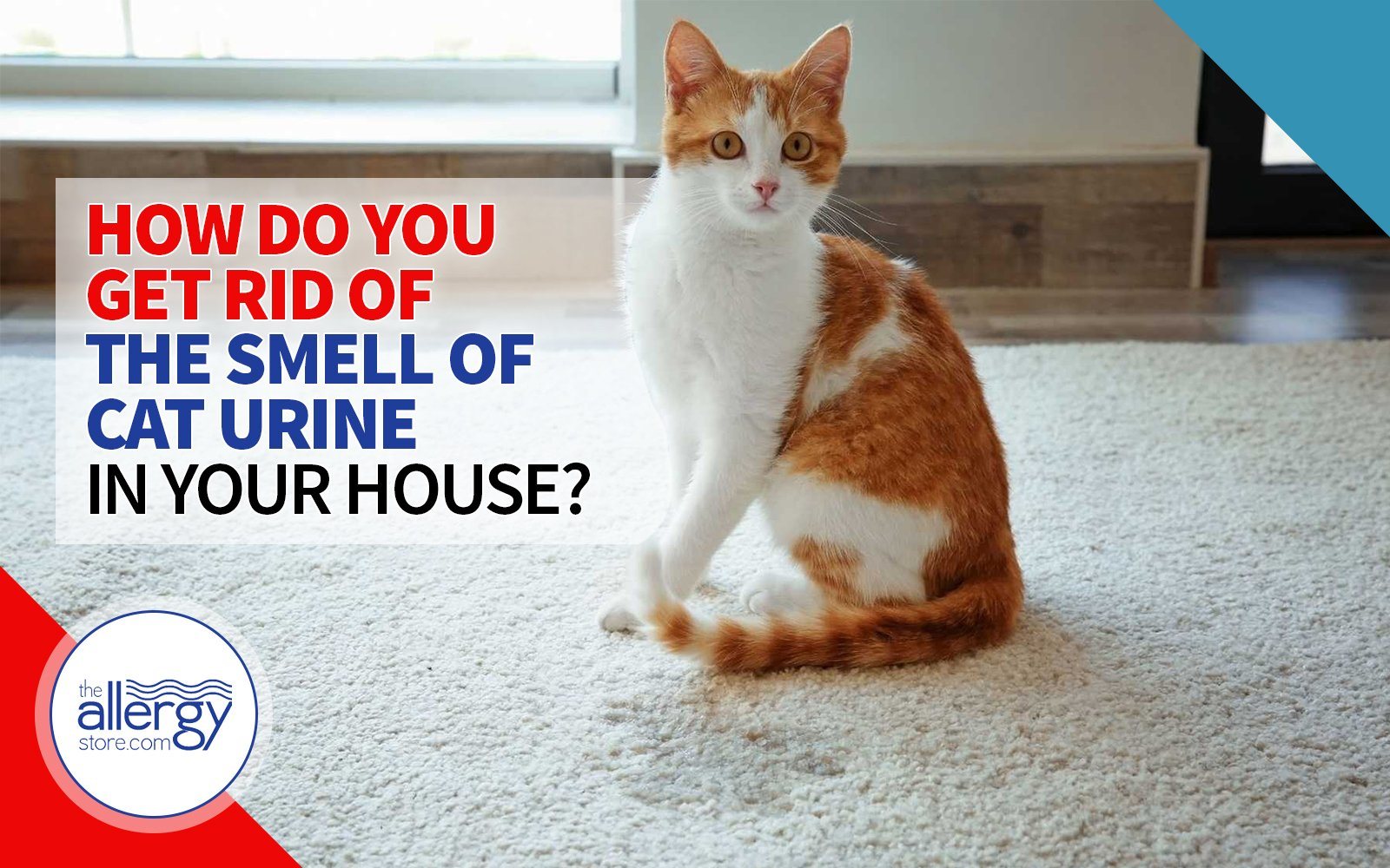 remove cat urine smell from house