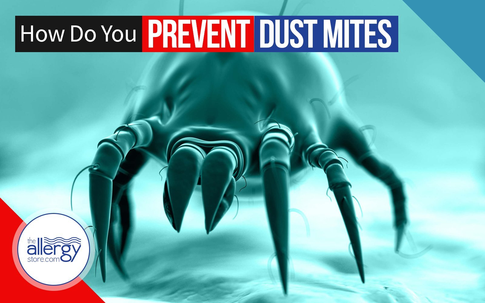 How To Prevent House Dust Mites Allergystorecom
