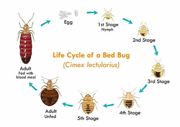 The life cycle of a bed bug. How long do the live?