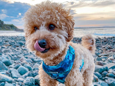 Meet AmbassaDOG Sam, the Toy Poodle Obsessed With Cats