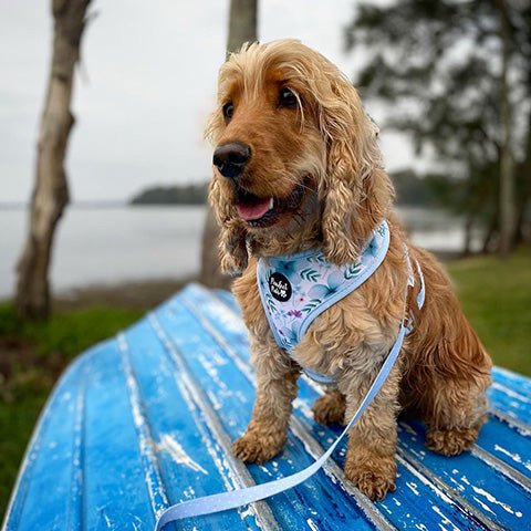 Cockerspaniel wearing Pawfect Pals soft blue Some'Bud'y to Love range.