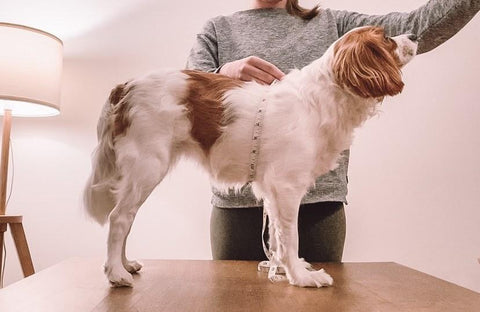 Dog Accessory Chest Measurement