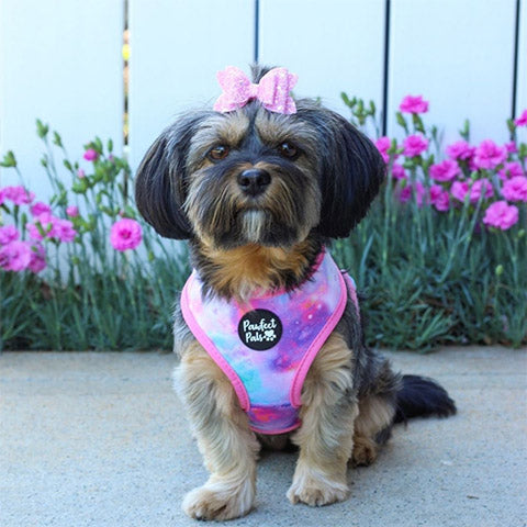 Cute dog in Dreamy Days / Pick of the Bunch reversible dog harness.