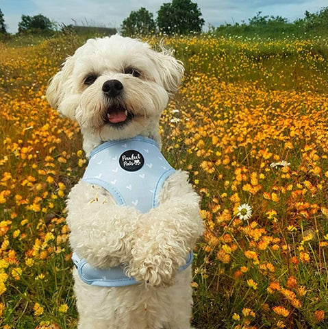 AmbassaDOG in Some'Bud'y to Love dog accessories.