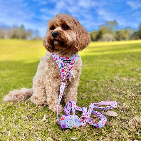 Dog in park wearing Think Pretty Thoughts no-pull adjustable harness, vegan leather dog lead and deja poo waste bag.