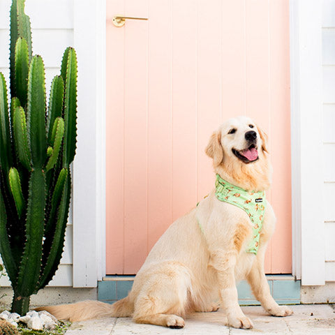 Happy pup in Don't Worry, Don't Hurry no-pull adjustable harness.