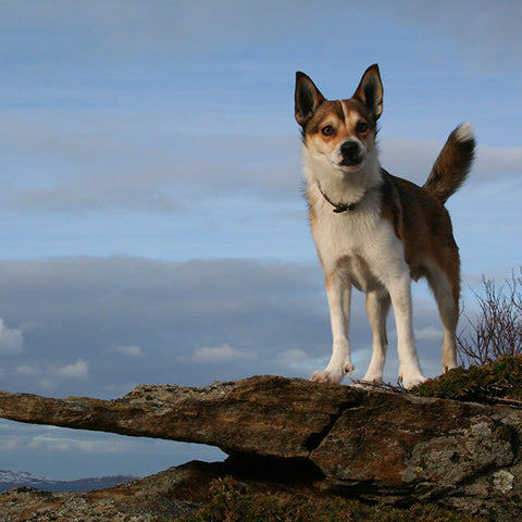 Norwegian Lundehund