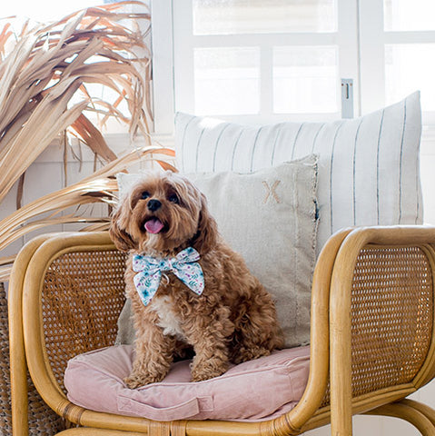 Pawfect Pals AmbassaDOG Bertie Some'Bud'y to Love Bowtie