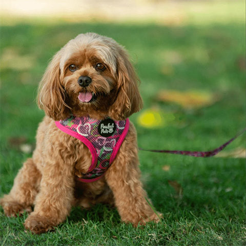 Pawfect Pals Cavoodle in Classy, Sassy and a Little Bad-Assy Reversible Harness