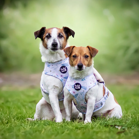 AmbassaDOGs Jessie and Holly in Daisy Baby Reversible Harnesses.
