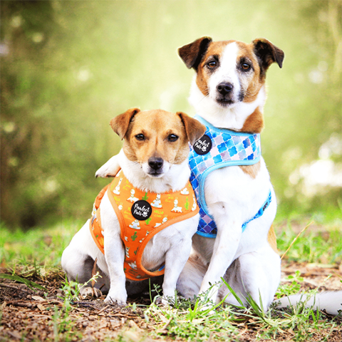 Pawfect Pals Don't Quit Your Daydream Reversible Dog Harness