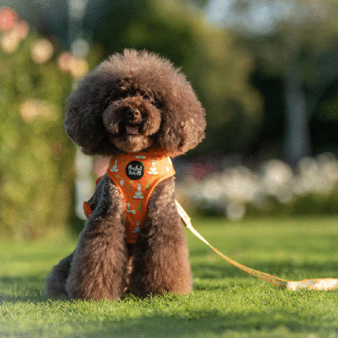 Pawfect Pals Toy Poodle in I Llama My Mama Reversible Harness