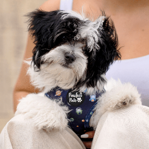 Pawfect Pals Maltese Shih Tzu in Infinity & Beyond Reversible Harness