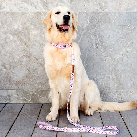 Golden Retriever in Think Pretty Thoughts - Bouquet Soft Collar and Lead.