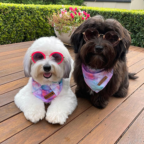 AmbassaDOGS Ted and Piper in Dreamy Days Range.