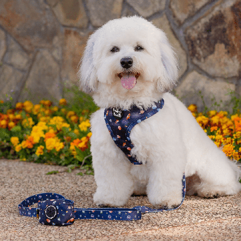 Ted in the Infinity & Beyond Harness, with Matching Lead and Waste Bag