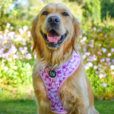 Pawfect Pals You Give me Butterflies reversible dog harness