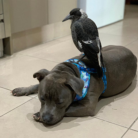 Molly the magpie standing on Peggy, the Staffy, as she sleeps.