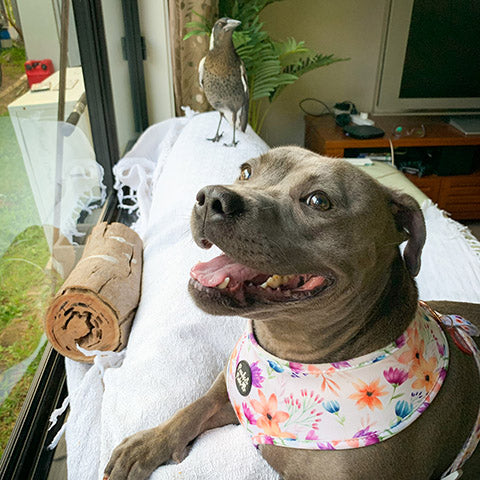 Peggy the Staffy and Molly the mapie sit by the window.