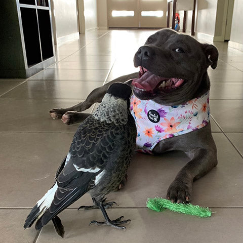 Peggy the Staffy and Molly the magpie having fun together.
