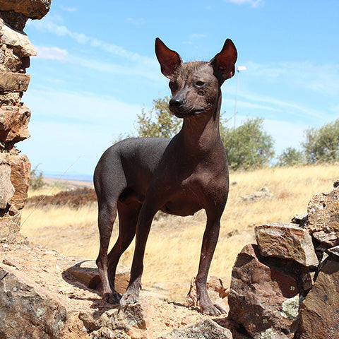 Peruvian Hairless Dog