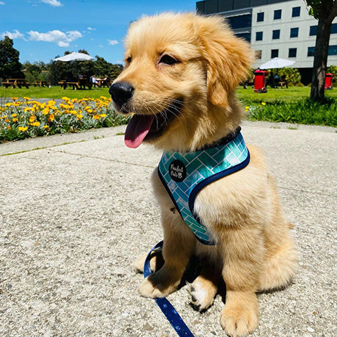 Cute pup wearing Raise the Woof range.