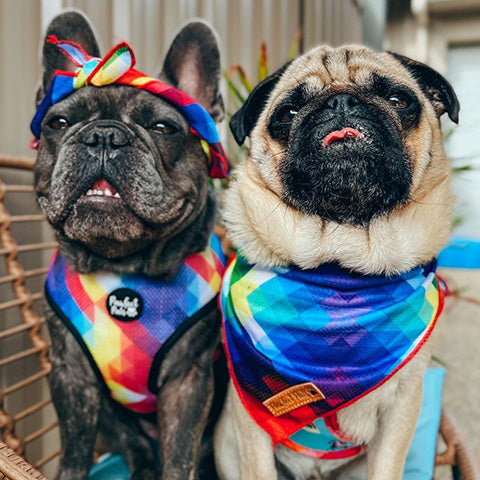 French Bulldog and Pug wearing Pawfect Pals' rainbow Little Ray of Sunshine range.